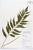 藏品(革葉鐵角蕨)的圖片