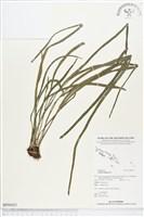 藏品(唇邊書帶蕨)的圖片