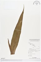 藏品(星蕨)的圖片