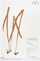 藏品(南洋石葦)的圖片