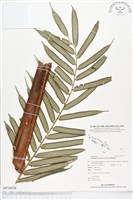 藏品(蘭嶼觀音座蓮)的圖片