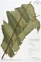 藏品(多生菜蕨)的圖片