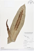 藏品(臺灣山蘇花)的圖片