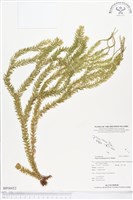 藏品(垂枝石松、垂枝馬尾杉)的圖片