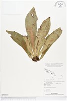 藏品(水芋葉車前、美葉車前蕨)的圖片