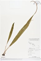 藏品(尖嘴蕨)的圖片