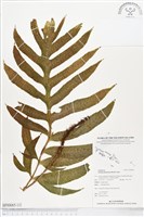 藏品(翅柄三叉蕨)的圖片