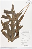 藏品(薄葉擬茀蕨)的圖片