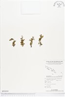 藏品(短柄單葉假脈蕨)的圖片