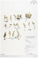 藏品(厚邊蕨)的圖片