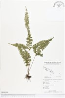 藏品(鈍齒鱗始蕨)的圖片