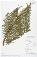 藏品(桫欏大金星蕨)的圖片