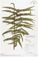 藏品(野小毛蕨)的圖片