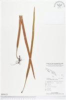 藏品(南洋石葦)的圖片