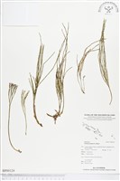 藏品(松葉蕨)的圖片