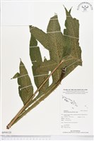 藏品(翅柄三叉蕨)的圖片