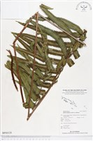 藏品()的圖片