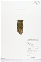 藏品(短柄單葉假脈蕨)的圖片