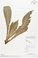 藏品(水芋葉車前、美葉車前蕨)的圖片