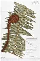 藏品(蘭嶼觀音座蓮)的圖片