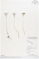 藏品(分枝莎草蕨)的圖片