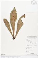 藏品(水芋葉車前、美葉車前蕨)的圖片