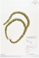 藏品(杉葉石松、展葉馬尾杉)的圖片