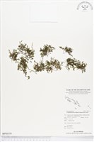 藏品(柯氏假脈蕨、假脈蕨)的圖片