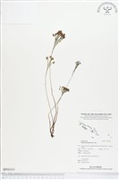 藏品(分枝莎草蕨)的圖片