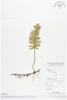 藏品(馬來陰石蕨)的圖片