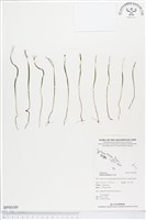 藏品(莎草蕨)的圖片