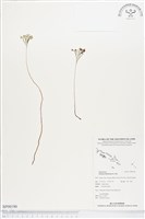 藏品(分枝莎草蕨)的圖片