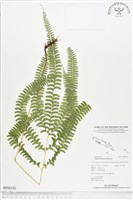 藏品(網脈鱗始蕨)的圖片