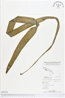 藏品(帶狀瓶爾小草)的圖片