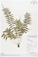 藏品(鈍齒鐵角蕨)的圖片