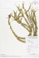 藏品(垂枝石松、垂枝馬尾杉)的圖片