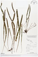 藏品(唇邊書帶蕨)的圖片