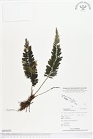 藏品(菲律賓厚葉蕨)的圖片