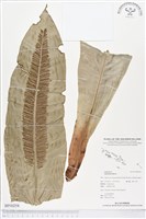 藏品(臺灣山蘇花)的圖片