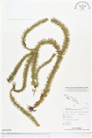 藏品(杉葉石松、展葉馬尾杉)的圖片