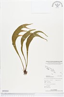 藏品(帶狀瓶爾小草)的圖片