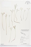 藏品(分枝莎草蕨)的圖片