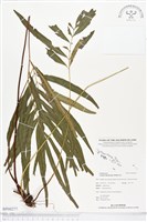 藏品(竹葉蕨)的圖片