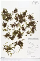 藏品(指裂細口團扇蕨)的圖片