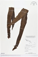 藏品(星蕨)的圖片