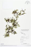 藏品(厚邊蕨)的圖片