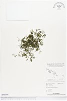 藏品(柯氏假脈蕨、假脈蕨)的圖片