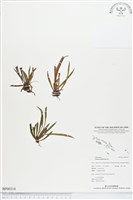 藏品(劍葉書帶蕨)的圖片