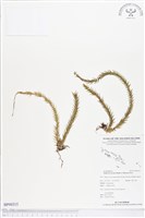 藏品(蛇足石杉、千層塔)的圖片