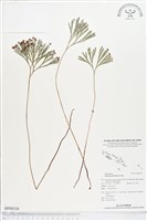 藏品(分枝莎草蕨)的圖片